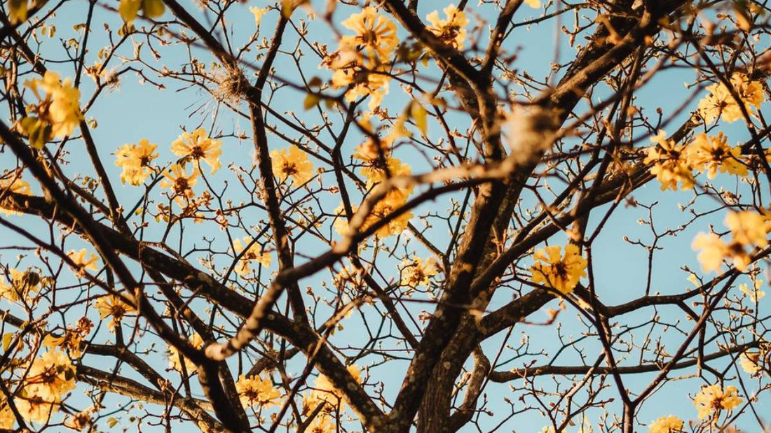 Solbari Blog: The importance of protecting your skin during autumn